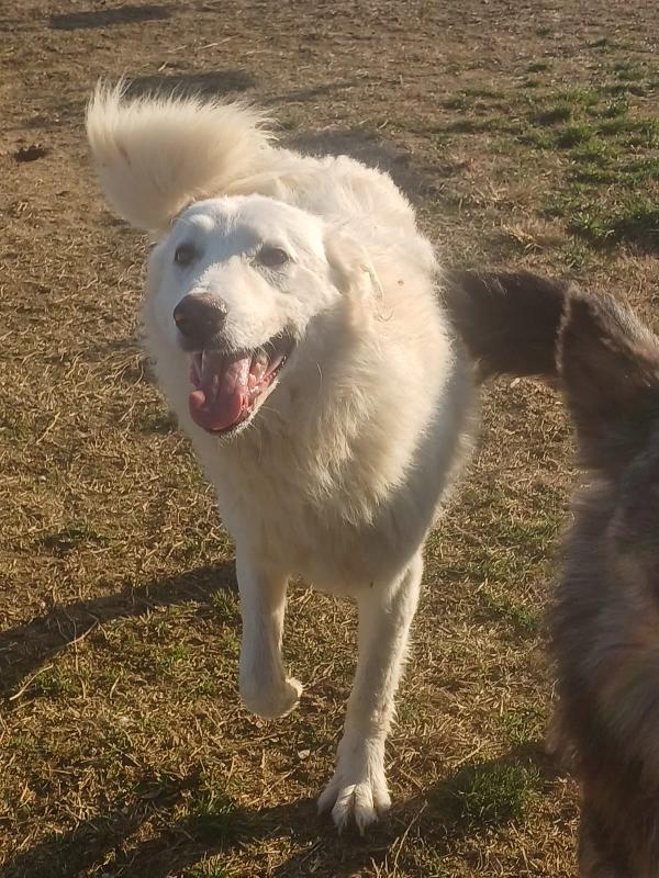 SNIPPER carattere da pastore maremmano (settembre ‘22) Foto 7